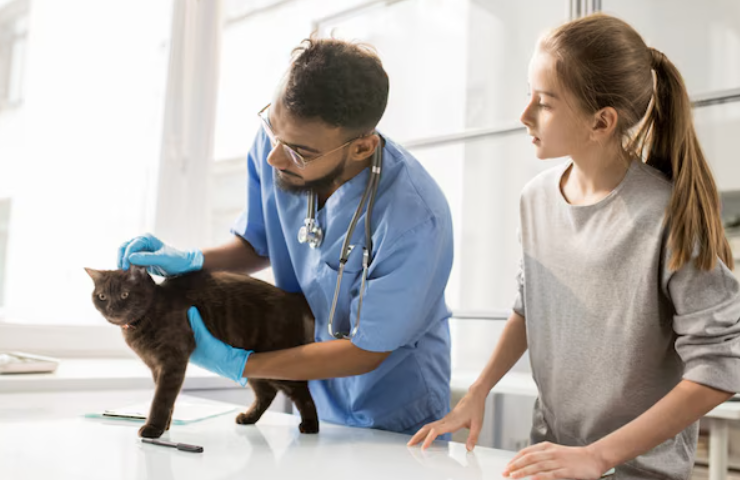 Seguro veterinario para gatos: guía completa para elegir bien en 2026