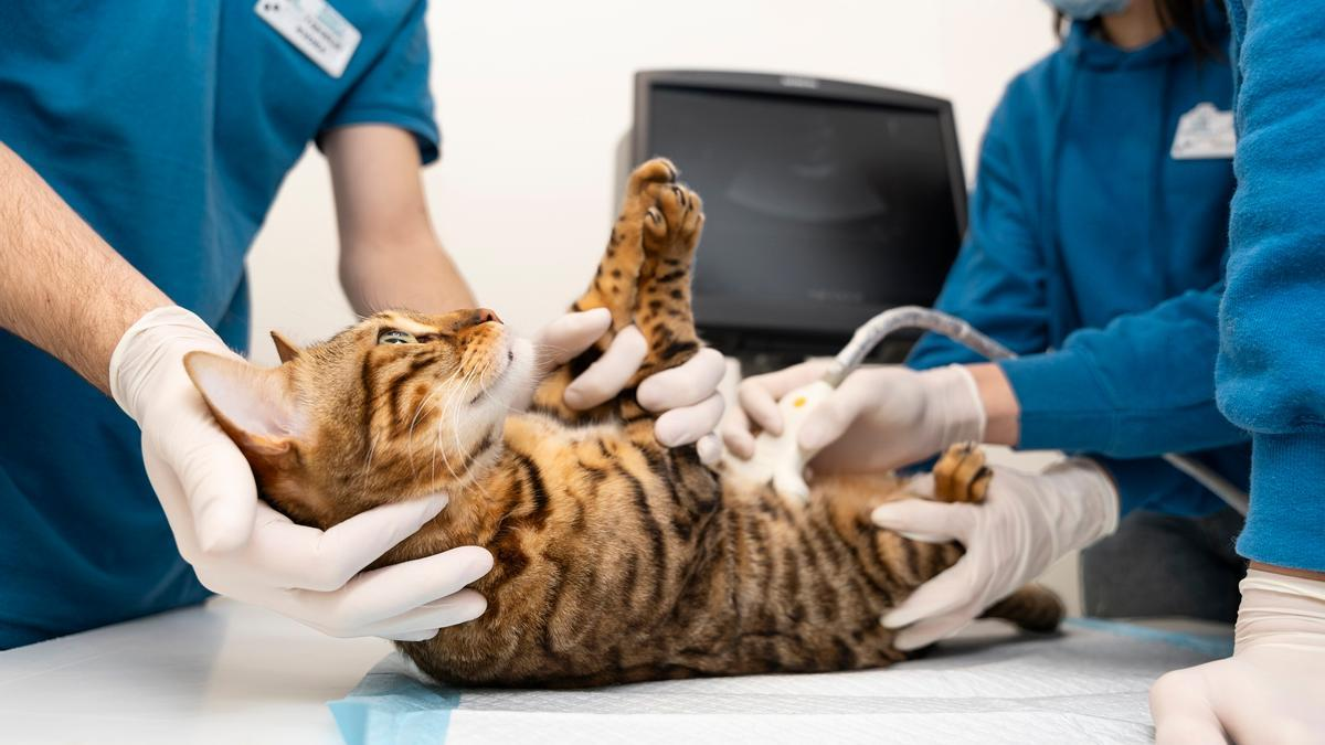 Cachorro o gato nuevo en casa: ¿cuándo contratar su seguro?